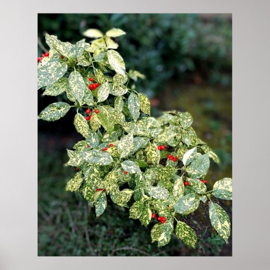 Grüner Strauch mit roten Beeren Poster (Vorne)