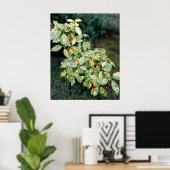 Grüner Strauch mit roten Beeren Poster (Heimbüro)