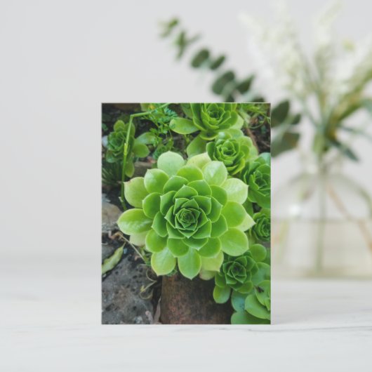 Grüner Sukkulent Postkarte (Stehend Vorderseite)