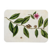 Grüner Tee, Teller 351 von "A Curious Herbal", öff Magnet (Horizontal)