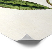Grüner Tee, Teller 351 von "A Curious Herbal", öff Poster (Ecke)