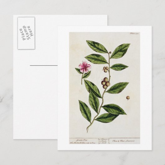 Grüner Tee, Teller 351 von "A Curious Herbal", öff Postkarte (Vorne/Hinten)