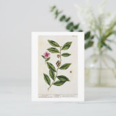 Grüner Tee, Teller 351 von "A Curious Herbal", öff Postkarte (Stehend Vorderseite)