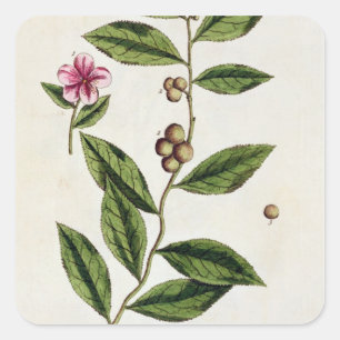 Grüner Tee, Teller 351 von "A Curious Herbal", öff Quadratischer Aufkleber