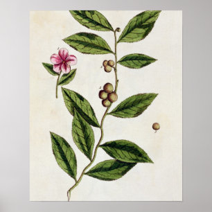 Grüner Tee, überziehen 351 von "einem neugierigen Poster