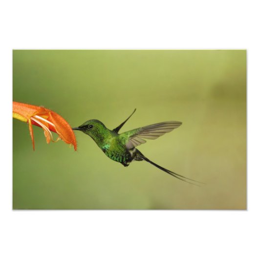 Grüner Thorntail Hummingbird, Cordillera Fotodruck (Vorne)