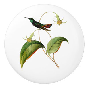 Grüner Throated Mango-Kolibri Keramikknauf