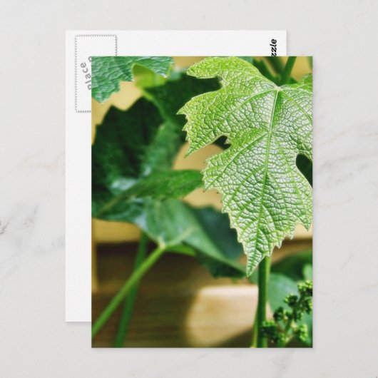 Grüner Traubenlef Postkarte (Vorne/Hinten)