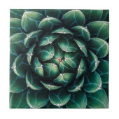 Grüner u. weißer Succulent Fliese (Vorderseite)