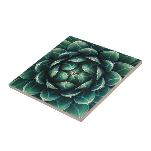 Grüner u. weißer Succulent Fliese (Seite)