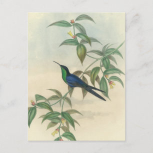 Grüner und Blauer Gould Kolibri Postkarte