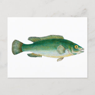 Grüner Vintage-Fisch Postkarte