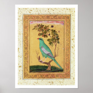 Grüner Vogel, Mughal (Gouache auf Papier) Poster