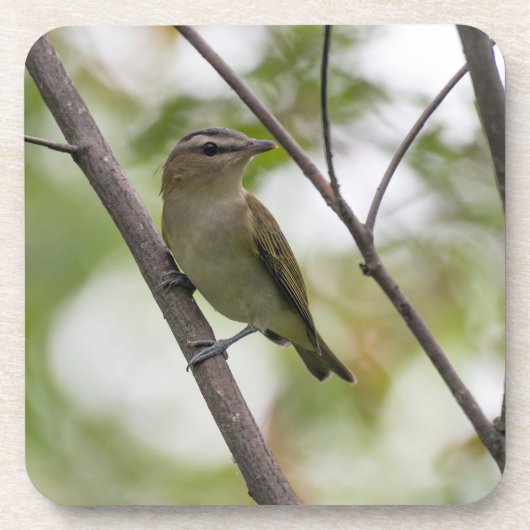 Grüner Vogel, Rot-Mit Augen Vireo, kanadische Foto Getränkeuntersetzer (Vorderseite)