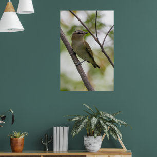 Grüner Vogel, Rot-Mit Augen Vireo, kanadische Foto Poster