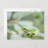 Grüner Waldfrosch auf der Postkarte (Vorne/Hinten)