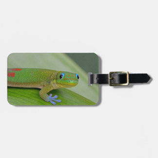 grüner Wasserbrotwurzel-Gepäckanhänger des Gecko Gepäckanhänger