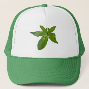 Grüner Weinblattfrosch, Trucker Hut Truckerkappe