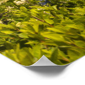 Grüner Weingarten und violette Blumen Poster (Ecke)