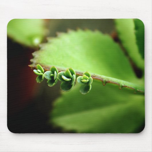 Grünes Babysucculents-Pflanzen-Natur-Foto Mousepad (Vorne)