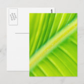 grünes Bananenblatt Postkarte (Vorne/Hinten)