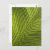 Grünes Bananenleaf - Nah-up-Foto 2 Postkarte (Vorne/Hinten)