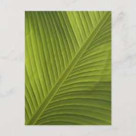 Grünes Bananenleaf - Nah-up-Foto 2 Postkarte