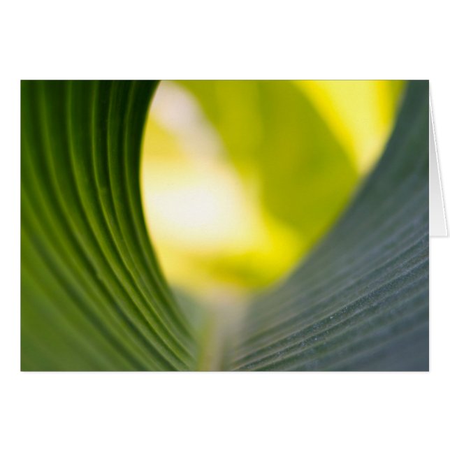 Grünes Blatt (Vorderseite (Horizontal))