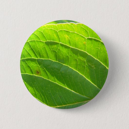 Grünes Blatt, die Blattrippen Button (Vorderseite)