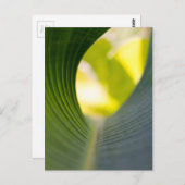 Grünes Blatt Postkarte (Vorne/Hinten)