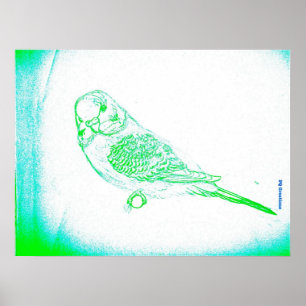 Grünes Budgie Porträt Poster
