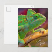 Grünes Chamäleon Postkarte (Vorne/Hinten)