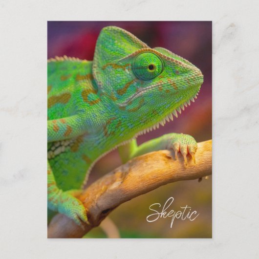Grünes Chamäleon Postkarte (Vorderseite)