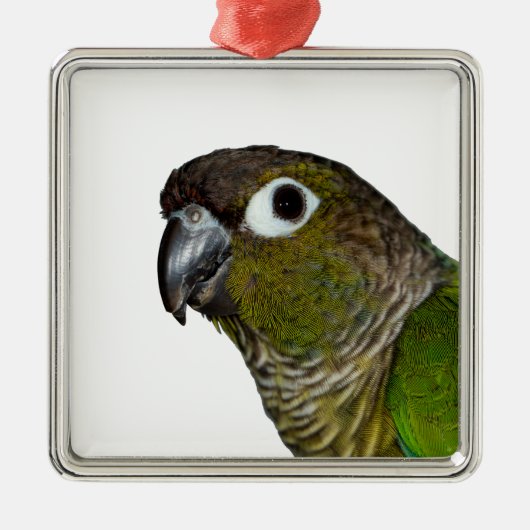 Grünes Cheeked Conure Silbernes Ornament (Vorne)