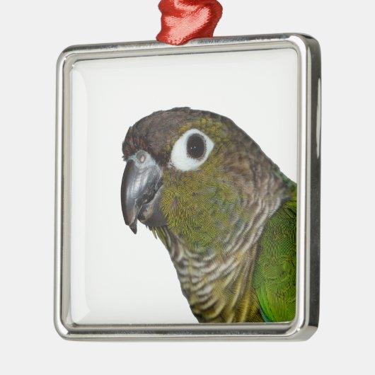Grünes Cheeked Conure Silbernes Ornament (Links)