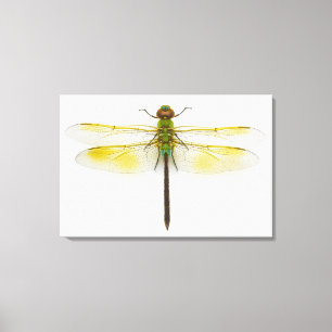 Grünes darner (Anax junius) auf weißem Leinwanddruck