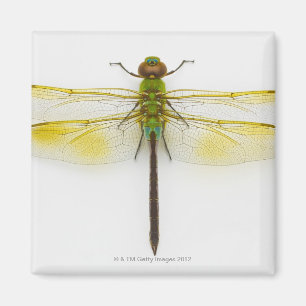 Grünes darner (Anax junius) auf weißem Magnet