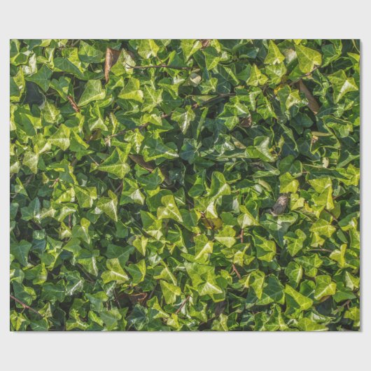 Grünes Efeu-Packpapier Geschenkpapier (Flach)