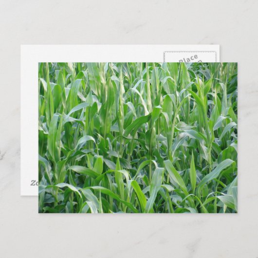 Grünes Feld - Postkarte (Vorne/Hinten)