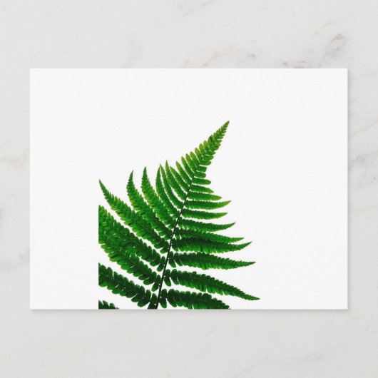 Grünes Fern Print Woodlands Leaf Postkarte (Vorderseite)