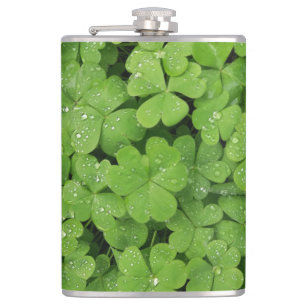 Grünes frisches Kleeblatt, glücklicher St. Patrick Flachmann