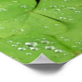 Grünes frisches Kleeblatt, glücklicher St. Patrick Poster (Ecke)