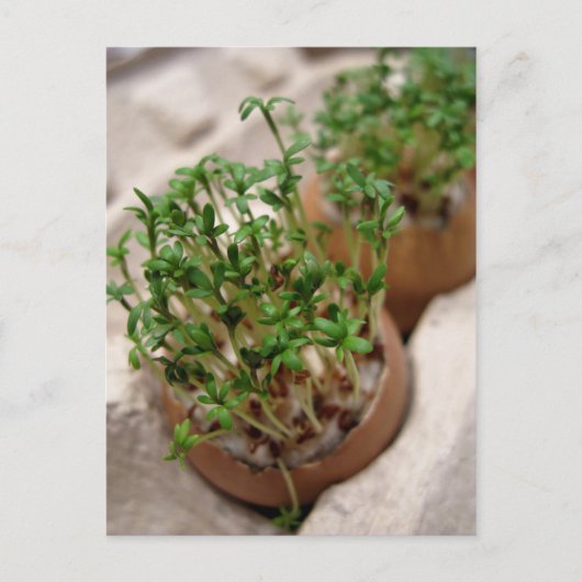 Grünes GartenWappen zu Ostern Ei Postkarte (Vorderseite)