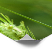 Grünes Gras mit roten Mohn als Hintergrund Poster (Ecke)