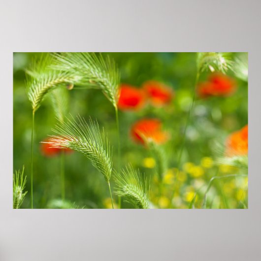 Grünes Gras mit roten Mohn als Hintergrund Poster (Vorne)