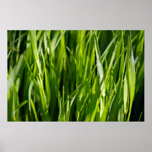 Grünes Gras Poster