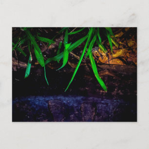 Grünes Gras über dunklem Wasser und Felsen Postkarte