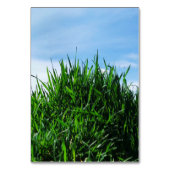 Grünes Gras vor dem Hintergrund des endlosen Tischnummer (Vorderseite)