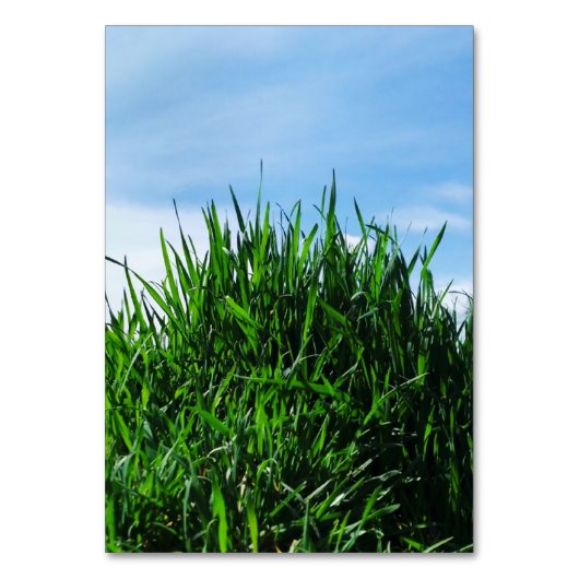 Grünes Gras vor dem Hintergrund des endlosen Tischnummer (Vorderseite)