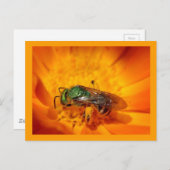 Grünes Hornet Postkarte (Vorne/Hinten)